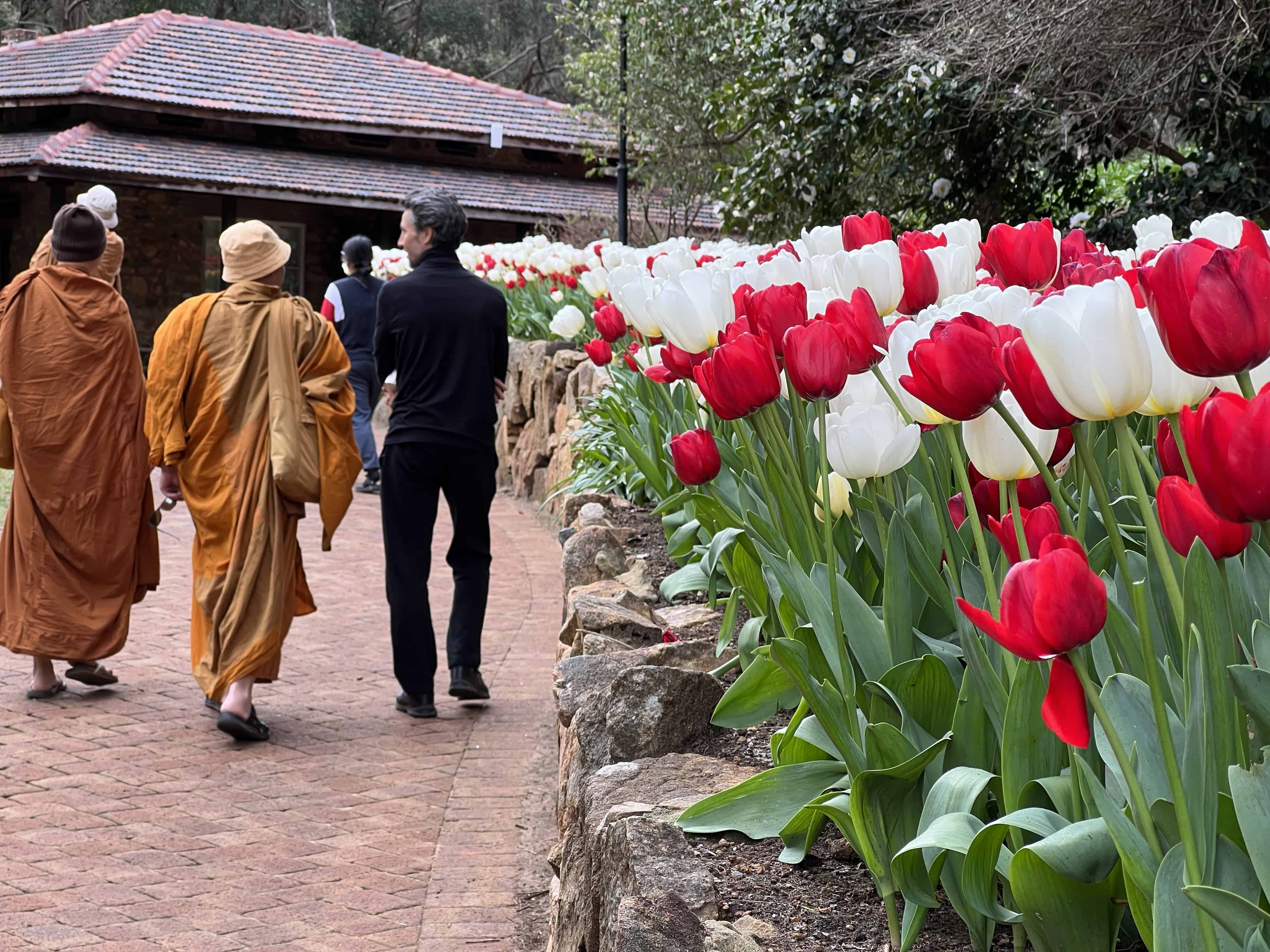 Group of monks walking next to tulip flower bed