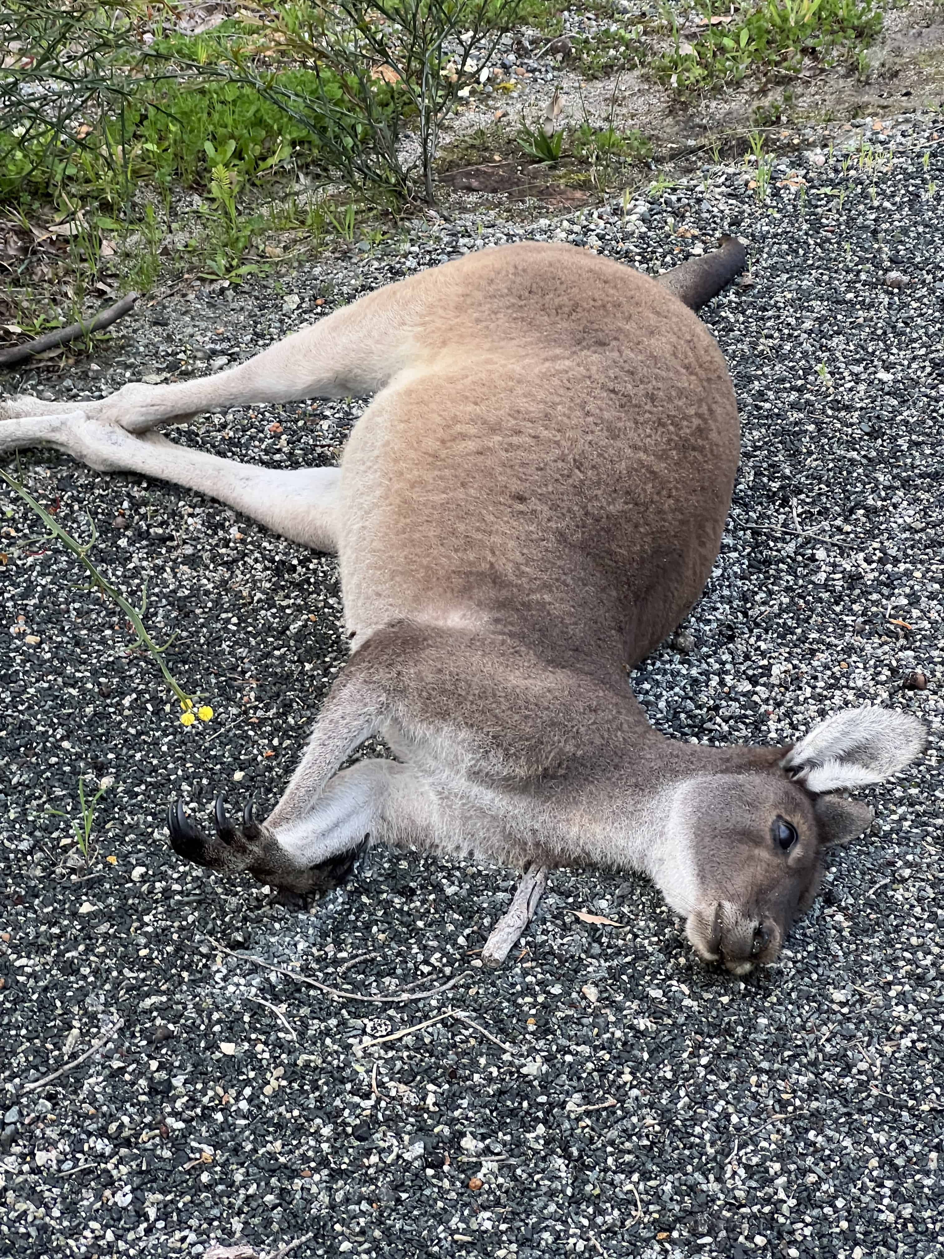 Dead adult kangaroo, lying sideways on a road