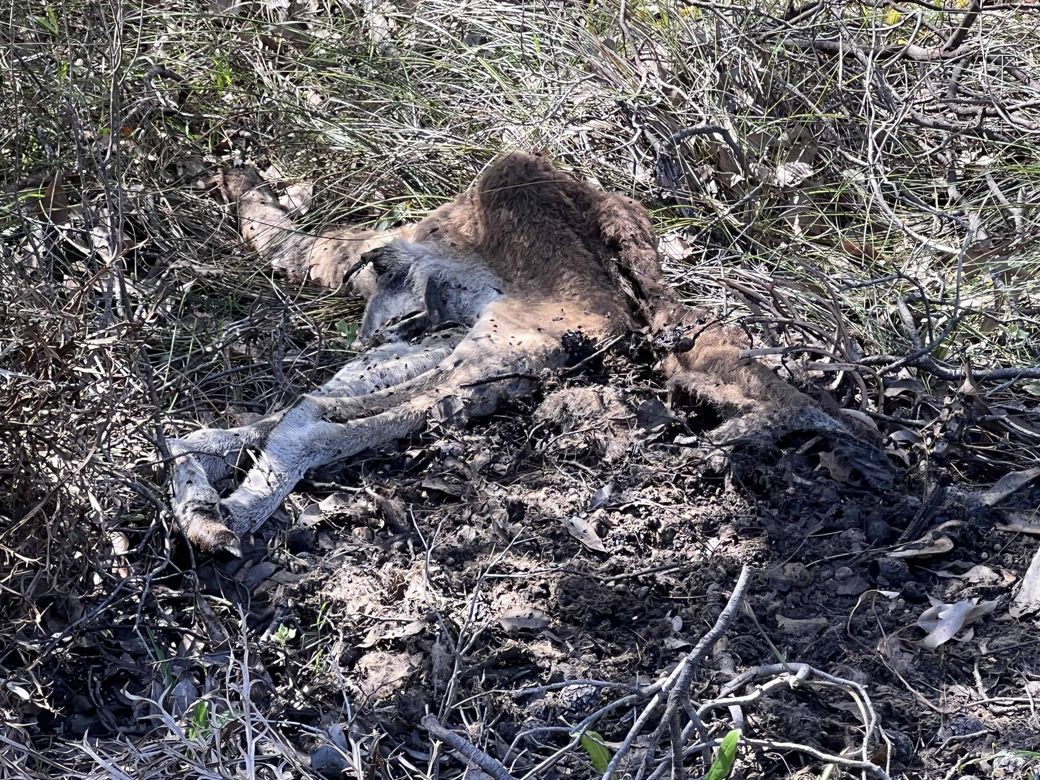 Heavily decayed dead kangaroo in the bush
