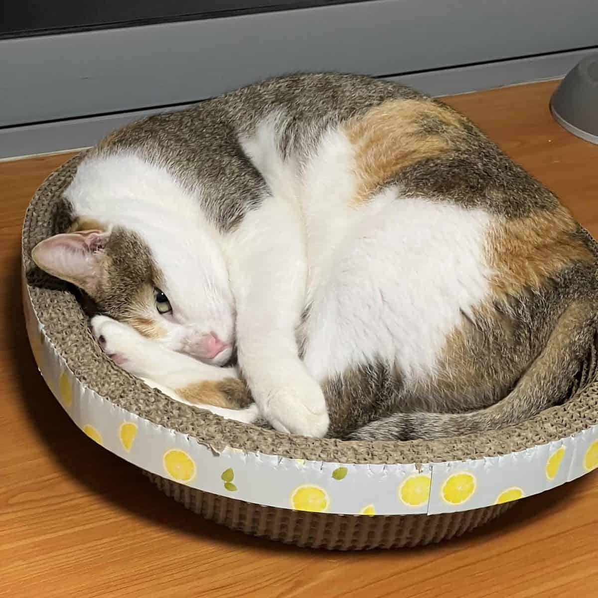 Calico cat curled up in basket, with one eye open